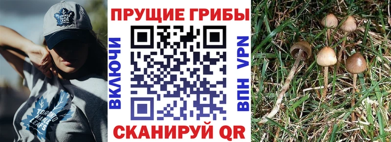 Псилоцибиновые грибы Psilocybe MEGA ONION Вытегра